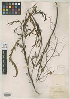 Image result for Aeschynomene nyassana