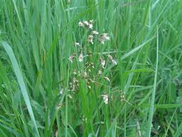 Image result for Anthoxanthum nivale