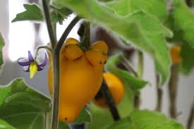 Image result for Solanum mammosum
