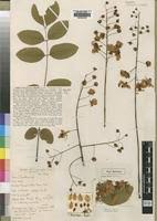 Image result for Cassia burttii