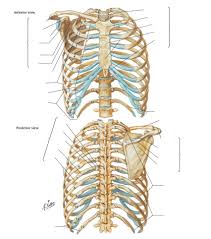 The thorax is bound by bony structures including the 12 pairs of ribs and thoracic vertebrae, whilst also being supported by. Plate 192 Bony Framework Of Thorax Diagram Quizlet