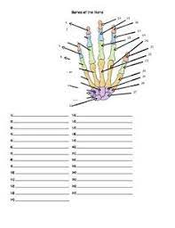 Print another worksheet about colours. 7 Skeletons Ideas Human Anatomy And Physiology Skeletal System Worksheet Anatomy And Physiology