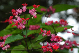 Image result for Clerodendrum splendens