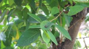 Please click subscribe to our channel: Daun Stock Video Footage 4k And Hd Video Clips Shutterstock