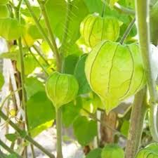 Ciplukan Physalis Angulata Disebut Dengan Morel Berry Atau Physalis Dimana Tanaman Liar Ini Bisa Dikatakan Sudah Langka Buah Ini Tanaman Flora Buah