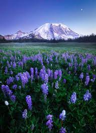Panoramic view of a blooming field with purple wild flowers premium quality watercolor icons set of spring floral blossom, various herb plants. Beautiful Wild Flowers Blooming During Twilight At Mt Rainier Washington Oc 1302x1800 Earthporn