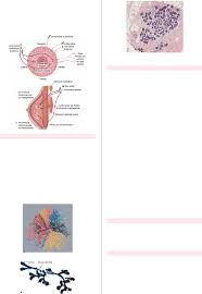 APG S14P1 - CANCER DE MAMA - Ginecologia