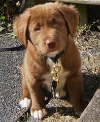 Labrador retrievers are widely considered the most popular dog breed and can be chocolate, yellow or black. Chocolate Lab Mix 99degree