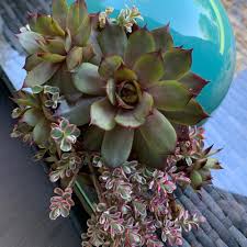 Steph S Unusual Planters Posts Facebook