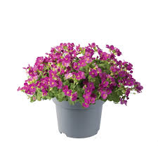 Image result for Arabis