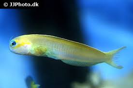 Image result for Melinis effusa