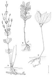 Image result for Fadogiella