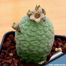 Image result for Dyschoriste trichocalyx