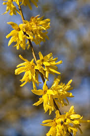 In this article, you'll learn how to cultivate and maintain forsythia in. Forsythia X Intermedia Spring Glory Forsythia Spring Glory Rhs Pruning Forsythia Plants Special Flowers