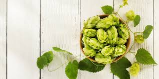 Mosaic Hops The Fruity Hop Variety That Changed Craft Beer