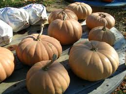 Maybe you would like to learn more about one of these? A Seed Saving Success Long Island Cheese Pumpkin Edible East End