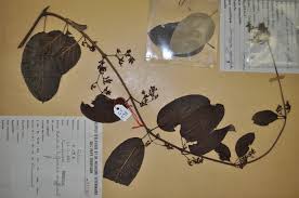 Image result for Tacazzea apiculata