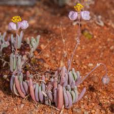 Image result for Hypertelis