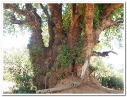 Image result for Xanthocercis zambesiaca