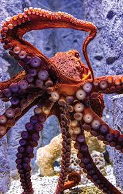 Image result for Octolepis