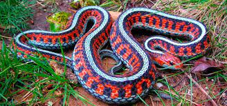 Serpiente mas venenosa del mundo. Las Serpientes Mas Venenosas Del Mundo Documentales 2017 Video Dailymotion
