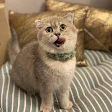 Kucing kalau boleh bercakap (part 2) mp3 duration 3. Kelab Kucing Malaysia Club On Clubhouse Followers Members Statistics