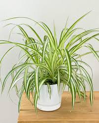 Image result for Chlorophytum geophilum