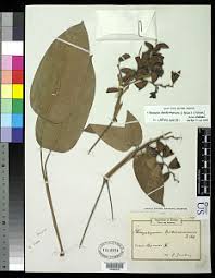 Image result for Hypselodelphys scandens