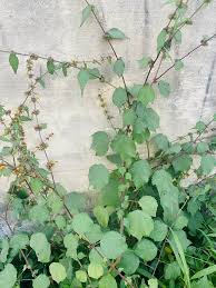 Image result for Triumfetta annua