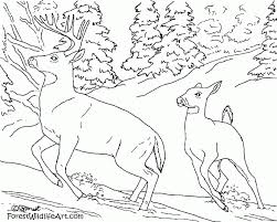 Download this set create in my language make bilingual cards. Forest Animals Coloring Pages Rainforest Animal Coloring Pages Coloring Home