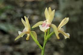 Image result for Oeceoclades maculata