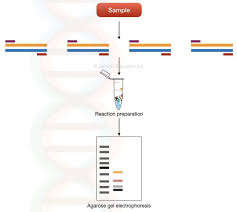 What Is A Multiplex Pcr Amplifying Different Dna Sequences Or Different Dna Templets By Using Different Sets Of Dna Sequence Dna Polymerase Pcr Primer Design