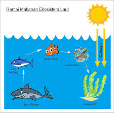 Energi matahari → alga → ikan kecil → ikan besar → hiu → pengurai. ØµØ­Ø© Ù…Ø³Ø§Ø¹Ø¯Ø© Ø§Ù„Ø¹Ù…ÙˆØ¯ Ø§Ù„ÙÙ‚Ø±ÙŠ Rantai Makanan Di Laut Ledergerber Treuhand Com