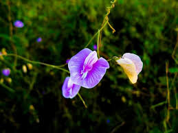 Image result for Sopubia mannii