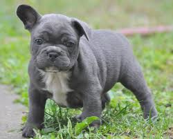Maybe you would like to learn more about one of these? Gray French Bulldog Puppy With Blue Eyes Crazypurplemama
