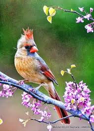 Kardinal Kusu Beautiful Birds Pretty Birds Birds