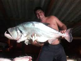 Cyril and the crew gets charged by elephants! Ulisses Neves On Twitter A Look At Cyril Chauquet The Size Of Pirandira Cyrilchauquet Pescaselvagem Wildfishing