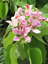 Image result for Bauhinia monandra