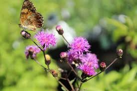 Image result for Vernonia glabra