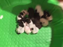 Female german shorthair puppies for sale. Akc Gsp German Shorthaired Pointer Puppies Born August 1st For Sale In Austin Texas Classified Americanlisted Com