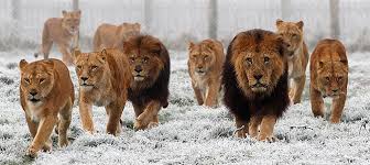 Image result for Lions in prides,