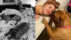 Petsmart offers quality products and accessories for a healthier, happier pet. Singer Miley Cyrus Adopts Stray Dog From Fresno Abc13 Houston