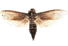 There is a variable pattern of light and dark grey or brown on the wings. Bold Systems Taxonomy Browser Endoxyla Cinereus Species