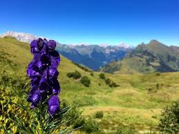 Questa collana a grappolo viola con fiori è fatta di argilla polimerica. 6 Fiori Velenosi Che Dovresti Conoscere Se Vai In Montagna