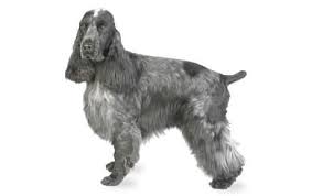 english cocker spaniel dog breed information pictures