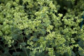 Image result for Alchemilla ellenbeckii