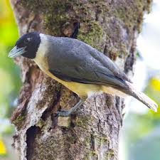 Image result for Vangueria proschii