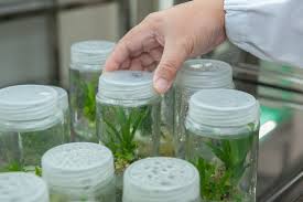 Check out the information shared by ilabot technologies, a 2nd generation co2 incubator manufacturer from new. Sterile Plant Tissue Culture Requirements Environments Chemicals Garments