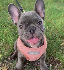 franzosische bulldogge supersusser welpe hundebabys susse tiere
