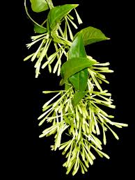 Image result for Cestrum nocturnum